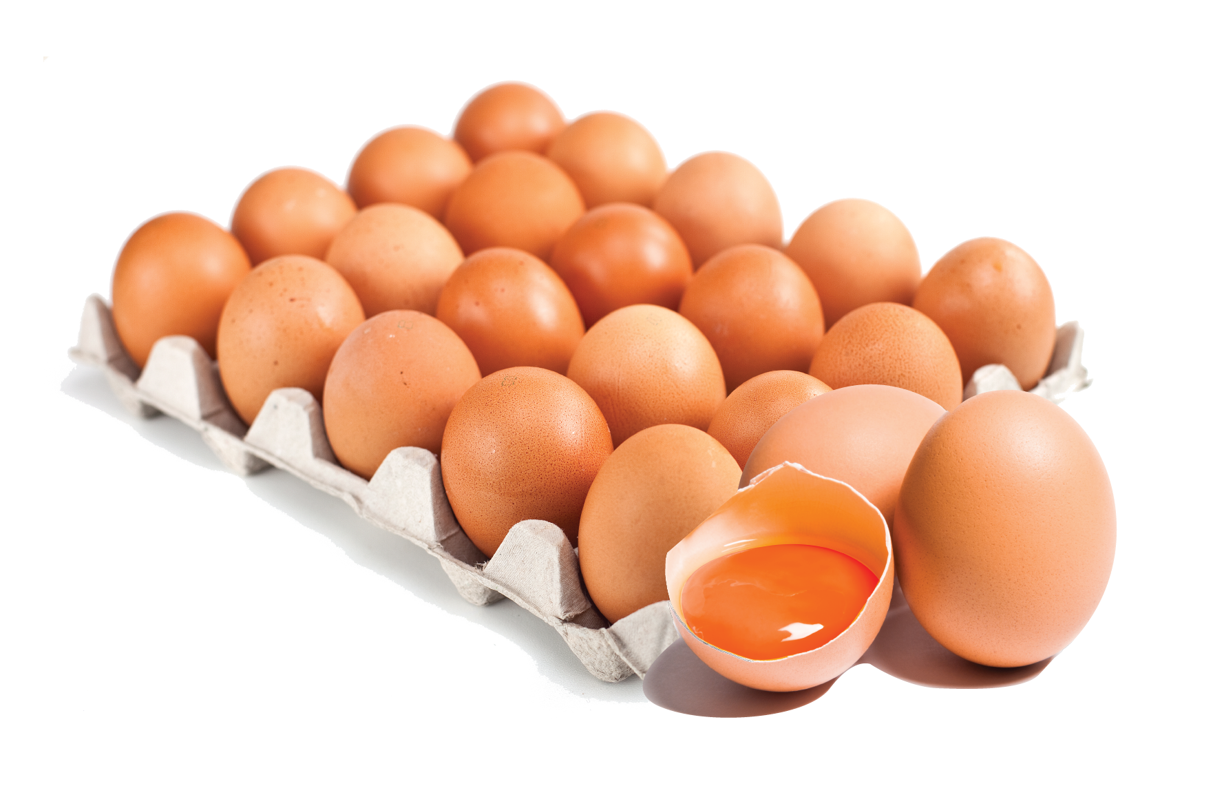 Supplier Telur Ayam