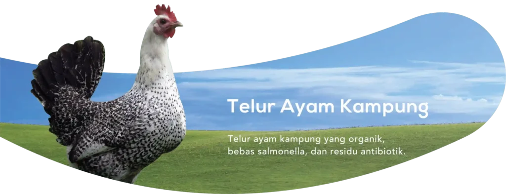 Cara Memilih Supplier Telur Premium