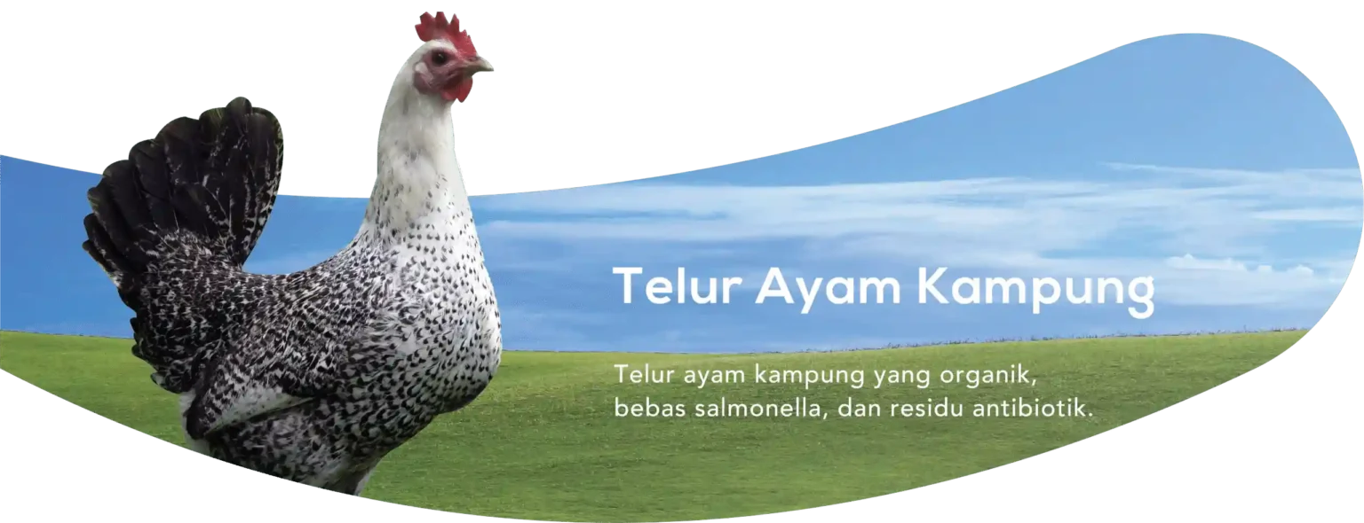 Cara Memilih Supplier Telur Premium