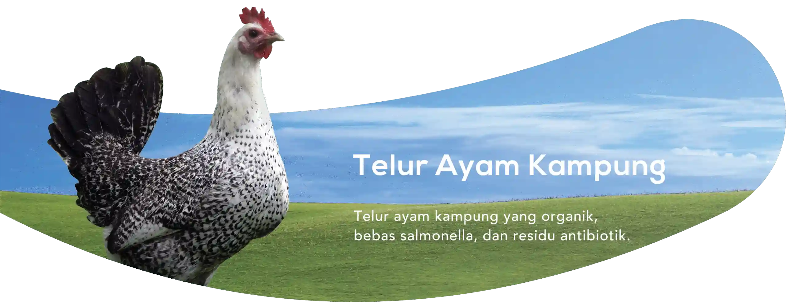 Cara Memilih Supplier Telur Premium